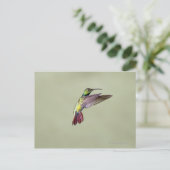 Mango Hummingbird Anthracocorax 2 Postkarte (Stehend Vorderseite)