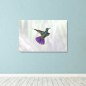 Mango Hummingbird Anthracocorax Leinwanddruck (Insitu (Holzboden))