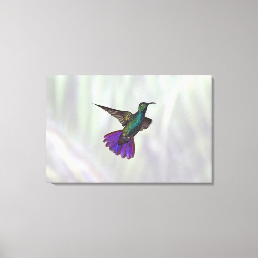 Mango Hummingbird Anthracocorax Leinwanddruck (Vorderseite)