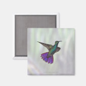 Mango Hummingbird Anthracocorax Magnet (Vorderseite/Rückseite)