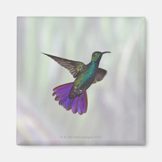 Mango Hummingbird Anthracocorax Magnet (Vorne)