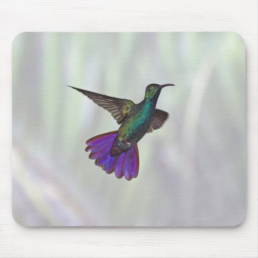Mango Hummingbird Anthracocorax Mousepad (Vorne)