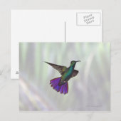 Mango Hummingbird Anthracocorax Postkarte (Vorne/Hinten)