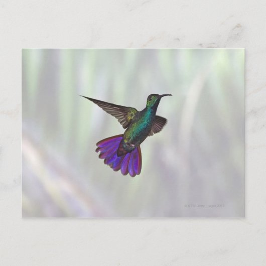 Mango Hummingbird Anthracocorax Postkarte (Vorderseite)
