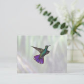 Mango Hummingbird Anthracocorax Postkarte (Stehend Vorderseite)