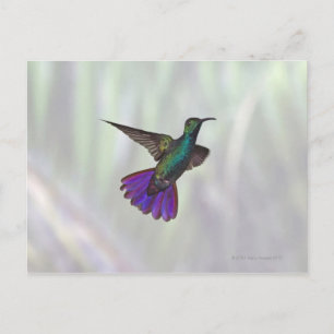 Mango Hummingbird Anthracocorax Postkarte