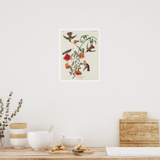 Mango Hummingbird von Audubon Poster (Küche)