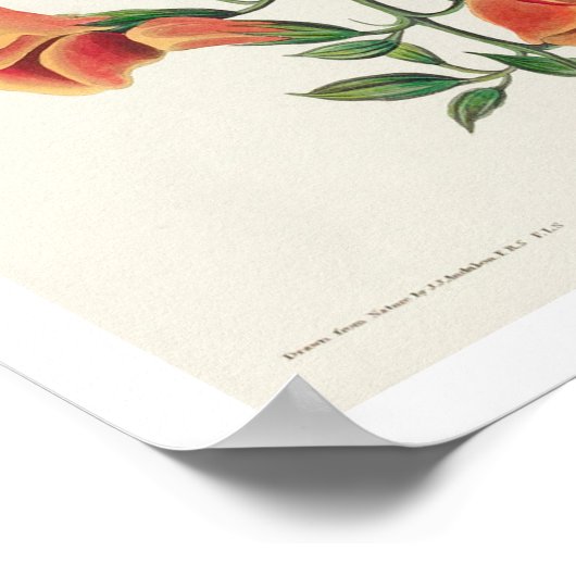 Mango Hummingbird von Audubon Poster (Ecke)