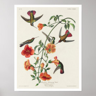 Mango Hummingbird von Audubon Poster