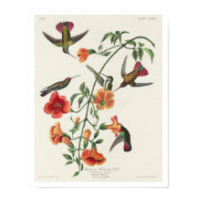 Mango Hummingbird von Audubon Poster