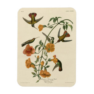 Mango Hummingbird von Audubons Vögeln in Amerika Magnet