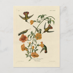 Mango Hummingbird von Audubons Vögeln in Amerika Postkarte