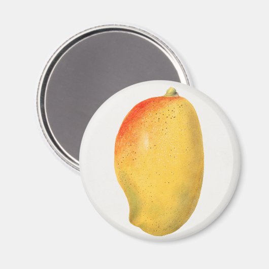 Mango Magnet (Vorderseite/Rückseite)