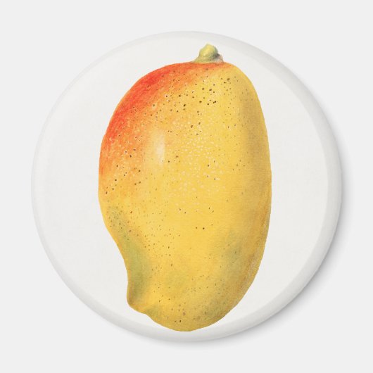 Mango Magnet (Vorne)