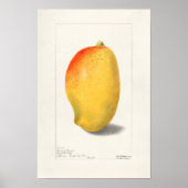 Mango (Mangifera Indica) Fruchtfarben Poster (Vorne)
