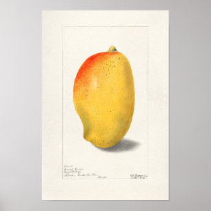 Mango (Mangifera Indica) Fruchtfarben Poster