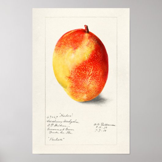 Mango (Mangifera Indica) Fruchtfarben Poster (Vorne)
