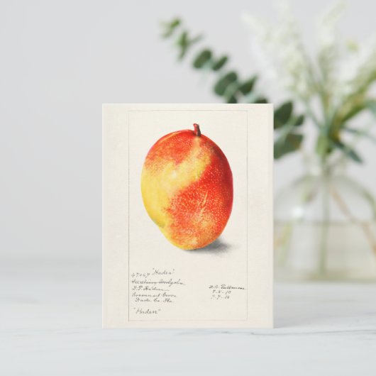 Mango (Mangifera Indica) Fruchtfarben Postkarte (Stehend Vorderseite)