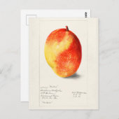 Mango (Mangifera Indica) Fruchtfarben Postkarte (Vorne/Hinten)