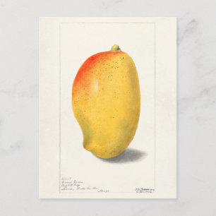 Mango (Mangifera Indica) Fruchtfarben Postkarte