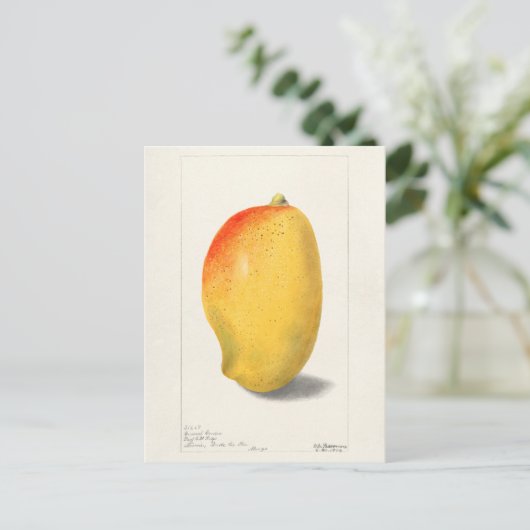 Mango (Mangifera Indica) Fruchtfarben Postkarte (Stehend Vorderseite)