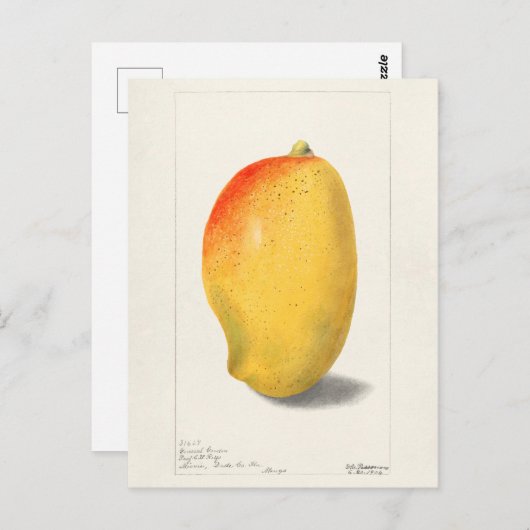 Mango (Mangifera Indica) Fruchtfarben Postkarte (Vorne/Hinten)