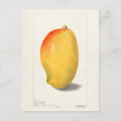 Mango (Mangifera Indica) Fruchtfarben Postkarte (Vorderseite)