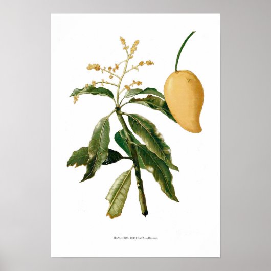Mango Poster (Vorne)