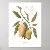 Mango Poster (Vorne)
