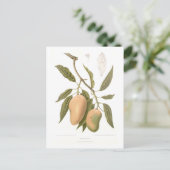 Mango Postkarte (Stehend Vorderseite)
