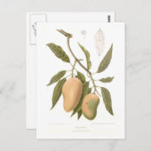Mango Postkarte (Vorne/Hinten)