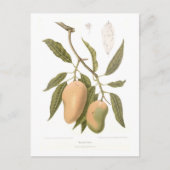 Mango Postkarte (Vorderseite)