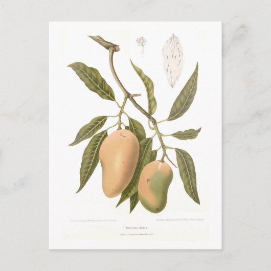 Mango Postkarte (Vorderseite)