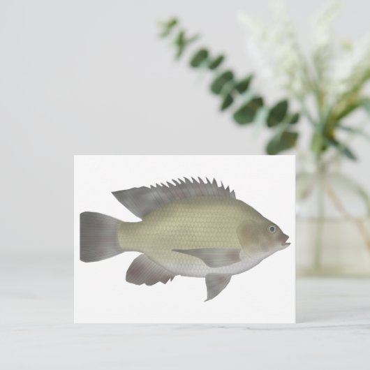Mango Tilapia Postkarte (Stehend Vorderseite)