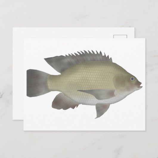 Mango Tilapia Postkarte (Vorne/Hinten)