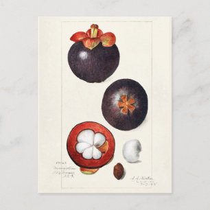 Mangostane (Garcinia Mangostana) Fruchtmalerei Postkarte