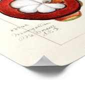 Mangostanen (Garcinia Mangostana) Obstmalerei Poster (Ecke)