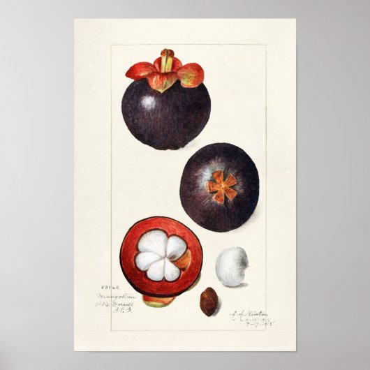 Mangostanen (Garcinia Mangostana) Obstmalerei Poster (Vorne)