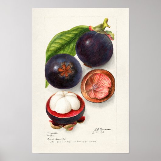 Mangostanen (Garcinia Mangostana) Obstmalerei Poster (Vorne)