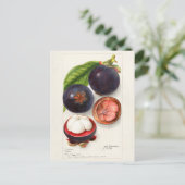 Mangostanen (Garcinia Mangostana) Obstmalerei Postkarte (Stehend Vorderseite)