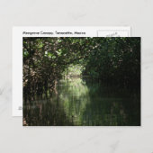 Mangrove Canopy, Tenacatita, Mexiko Postkarte (Vorne/Hinten)