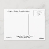 Mangrove Canopy, Tenacatita, Mexiko Postkarte (Rückseite)