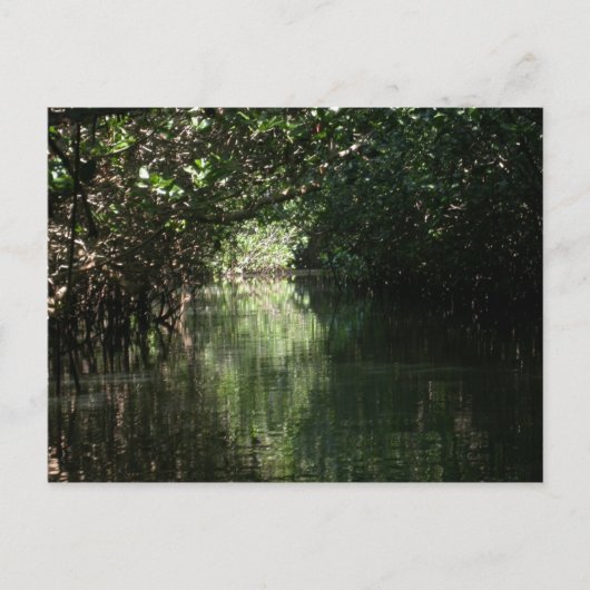 Mangrove Canopy, Tenacatita, Mexiko Postkarte (Vorderseite)