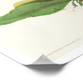 Mangrove Cuckoo von Audubon Poster (Ecke)