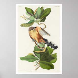 Mangrove Cuckoo von Audubon Poster