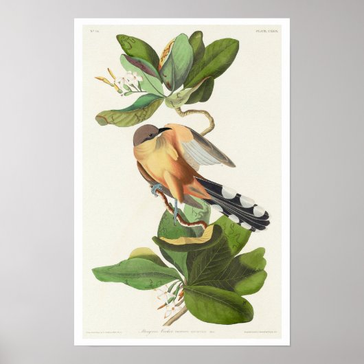 Mangrove Cuckoo von Audubon Poster (Vorne)