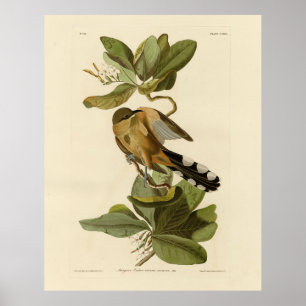 Mangrove Cuckoo von Audubons Vögeln von Amerika Poster
