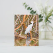 Mangrove Egret Nr. 2 Postkarte (Stehend Vorderseite)