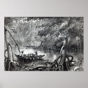 Mangrove Forest Poster
