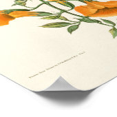 Mangrove Humming Bird Audubon Birds of America Poster (Ecke)